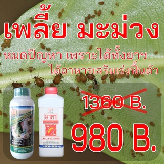 เพลี้ยมะม่วง ป้องกัน กำจัดเพลี้ย แมลงศัตรูมะม่วง เพลี้ยต่างๆ…