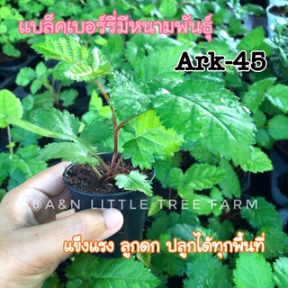 🍀ขายดี🍀ราคาถูก !!!! ต้นแบล็คเบอร์รี่พันธุ์ Prime ark-45 เพาะเลี้ยงเนื้อเยื่อ มีหนาม #สินค้าพร้อมส่ง