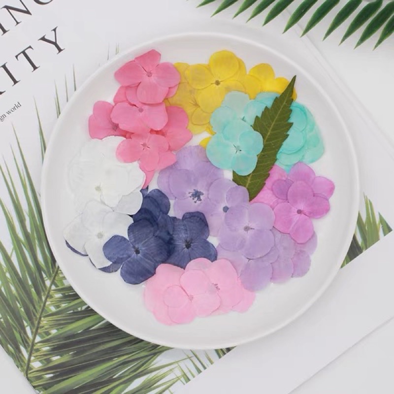 【พร้อมส่ง】ดอกไฮเดรนเยียทับแห้ง ดอกไม้จริงทับแห้ง ดอกไม้ทับแห้ง Pressed Flowers💐