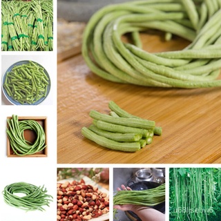 ถูก ใหม่ สายพันธุ์50แคปซูล / ถุง long bean seeds เมล็ดพันธุ์ ถั่วฝักยาว เมล็ดผักต่างๆ เมล็ดพันธุ์ผัก เม็ดพันธุ์ผัก เม GJ