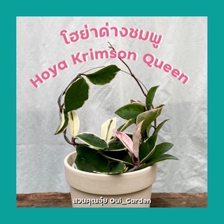 โฮย่าด่างชมพู โฮย่าคาร์โนซ่า hoya krimson queen ไม้เลื้อย โตแล้วจะออกดอกสีชมพู