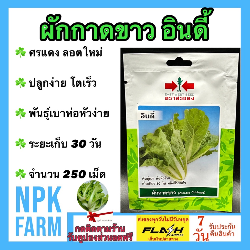 ศรแดง ผักกาดขาว อินดี้ หมดอายุ 18/10/2568 จำนวน 250 เมล็ด/ซอง งอกดี ปลูกง่าย โตเร็ว พันธุ์เบา ห่อหัว