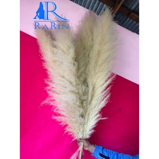 Rarin🌾ดอกเลา🌾 (ตัดใหม่) สวยฟู ตรงปก( 5 ดอก) ขนาด 80-90 cm. เป็นดอกไม้แห้ง ใช้ตกแต่งบ้าน ร้านกาแฟ งานแต่งงาน DIY