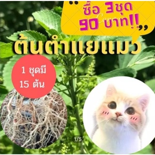 ต้นตำแยแมว ตำแยแมว ชุดละ 15 ต้น * จัดโปร 45 ต้น 90  บาท *  หญ้าแมว