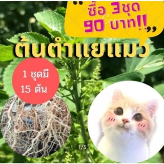 ต้นตำแยแมว ตำแยแมว ชุดละ 15 ต้น * จัดโปร 45 ต้น 90  บาท *  หญ้าแมว