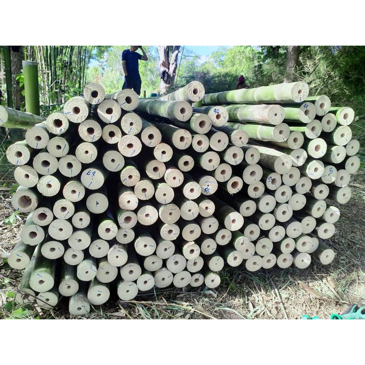 🎄ไผ่สร้างไพร ไผ่เลี้ยงลำ ไผ่เลี้ยงยักษ์ ลำใหญ่ ตรง ใช้งานได้หลากหลาย หน่อรับประทานได้ ต้นพันธ์ขุดเหง้าชำถุงรากเดินดีแล้ว - รูปที่ 3