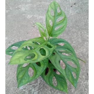 พลูฉลุ (Monstera obliqua)  ต้นไม้ฟอกอากาศ ต้นไม้ในห้องนอน ต้นไม้บนโต๊ะทํางาน ในกระถาง 4นิ้ว