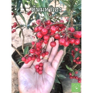 ( พร้อมส่ง ‼️ ) ต้นมหาเฮง 🍒 หรือไม้หีบงาม ไม้มงคล  ปลูกไว้หน้าบ้าน จะช่วยหนุนให้เจริญรุ่งเรือง ร่ำรวย 🚚🌳