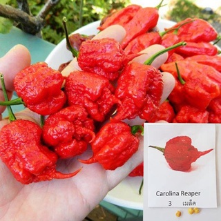 พริกเผ็ดดดดดดที่สุดในโลก!!📌ถูกที่สุด19 บ.📌5-10 เมล็ด 🌶carolina reaper👉 ☘️ปลูกง่าย ขึ้นไว เผ็ดที่สุด