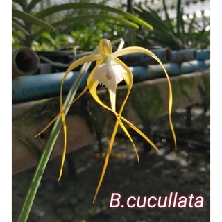 กล้วยไม้พันธุ์แท้​น่าสะสม​ Brassavola appendiculata