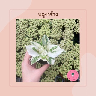 พลูงาช้าง (Pothos NJoy) - ต้นไม้มงคล ต้นไม้เลี้ยงง่าย ลายสวย กอใหญ่