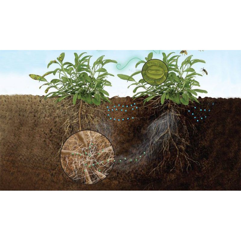 ไมคอร์ไรซ่า Mycorrhiza 200กรัม เชื้อราไมคอไรซ่า จุลินทรีย์เชื้อราชีวภาพกระตุ้นพืชโตเร็ว ราคา ถูกที่สุด ดีลบีเคเค แกลเลอรีภาพที่ 6