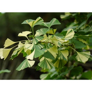 เมล็ดพันธุ์แปะก๊วยแคระใบด่าง มาเจสติก บัทเทอร์ฟลาย (Dwarf Variegated Ginkgo Biloba Seed) บรรจุ10 เมล็ด ของแท้ คุณภาพดี