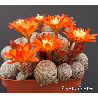 Plants Center พร้อมส่ง(chengbs)กระบองเพชร แคคตัส cactus Rebutia heliosa ฟอร์มกอ seeding 2-9cm