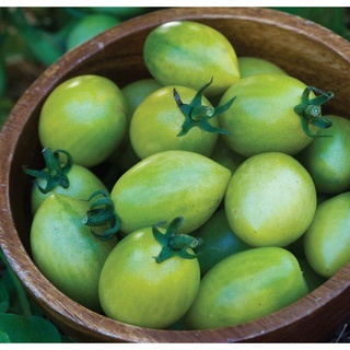 50 เมล็ดพันธุ์ มะเขือเทศ ผลสีเขียว Green Tomato Seeds มีคู่มือพร้อมปลูก อัตรางอก 80-85%