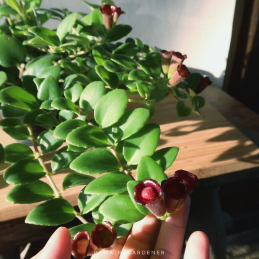 มุมมอง 4