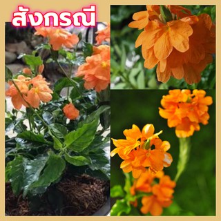 ขายต้น สังกรณี (ใบมัน) 1 ต้น (บ้านพัชราพรรณ)