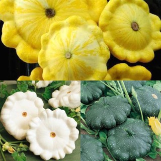 เมล็ดพันธุ์ ฟักทอง จานบิน ( flying saucer pumpkin seeds ) มีให้เลือก 3 สี เขียว เหลือง ขาว บรรจุซองละ 5 เมล็ด