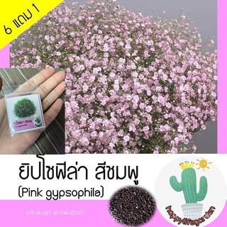 （มีของแจก）เมล็ดพันธุ์ ยิปโซฟิล่า [สีชมพู] Pink gypsophila NRTD