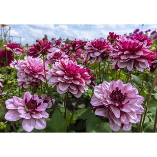 1 หัว/ออเดอร์ รักเร่ Dahlia สายพันธุ์ CRÈME DE CASSIS หัวรักเร่