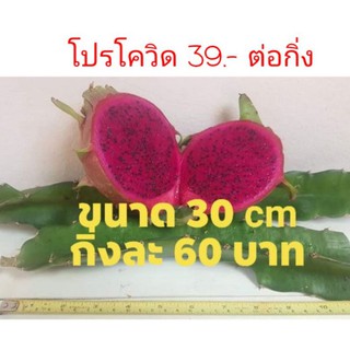 ไร่โชตวัน กิ่งพันธุ์แก้วมังกรเนื้อสีแดง ออร์แกนิค100%ขนาด30cm