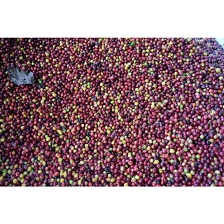 PS--Small Peaberry Dark Roast 1,000g. พีเบอรี่เล็กคละ คั่วเข้ม ส่งไว คั่วสดใหม่ตลอด