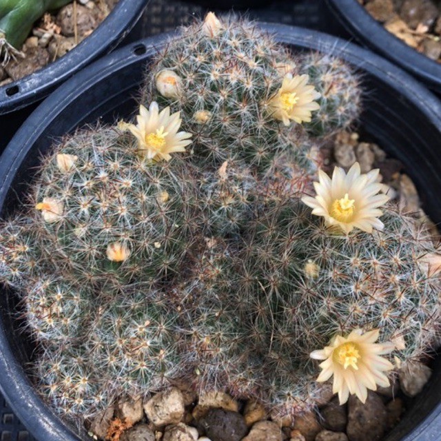 Mammillaria Prolifera แมมเม็ดพริก