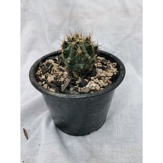 เฟอร์โร ferocactus เล็บเหยี่ยว ตอเฟอโร กราฟคาปุด เมดูซ่า caput medusae ตอกราฟ Cactus แคคตัส กระบองเพชร ไม้อวบน้ำ ไม้กราฟ