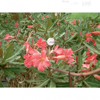 2pcs Adenium Obesum Seeds Desert Rose Seeds Flower Seeds Planting Garden seeds # FH025สวน/พาสต้า/กุหลาบ/seeds/ผู้ชาย/แม่