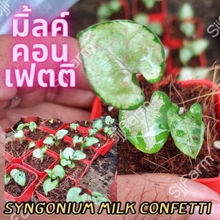 1 กระถาง ต้นเงินไหลมาไซโกเนียมมิ้วคอนเฟตติ Syngonium milk confetti ขนาดกระถาง 2.5นิ้ว จัดส่งแบบยกกระถาง คละต้นส่ง