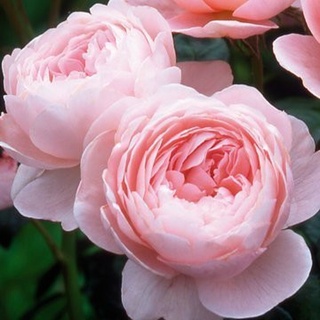 25เมล็ด เมล็ดกุหลาบ อังกฤษ พันธุ์เลื้อย สีชมพู กุหลาบหนู Rose seeds