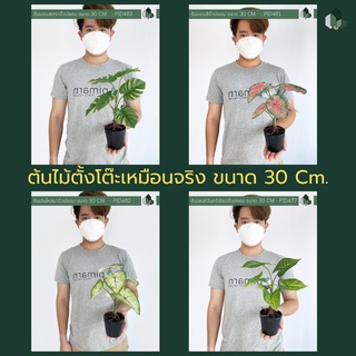 ต้นไม้ตั้งโต๊ะขนาด 30 CM. เหมือนจริง