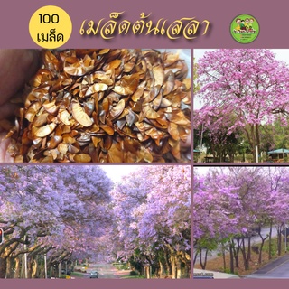 เมล็ดต้นเสลา เม็ดเสลา 100 เมล็ด เมล็ดไม้ป่ามีดอกสวยงาม