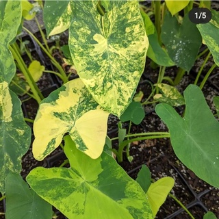 Colocasia Yellow Splash(บอนนาญี่ปุ่นด่าง)