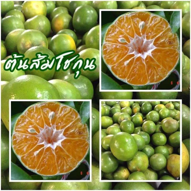 1 ต้นส้มโชกุน ส้มโชกุนเมืองเบตง จัดส่งพร้อมถุง 8 นิ้ว ลำต้นสูง 60-70 ซม