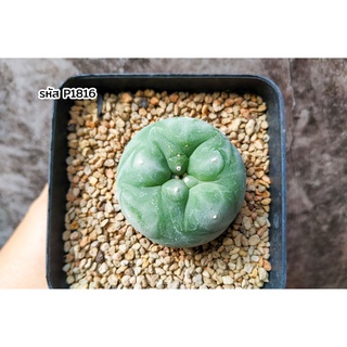 โลโฟโฟร่า หน้าไม้สวย ไซส์แม่พันธุ์ (Lophophora) แคคตัส