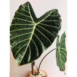 สตูลดำ บอนดำสตูล อะโลคาเซียแบล็คสตูล (Alocasia Black Satun) จำหน่ายเป็นเหง้า ตัดก้านตัดใบ ปลูกง่าย ดูแลง่าย *