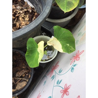 colocasia yellow splash บอนนาญี่ปุ่นด่าง