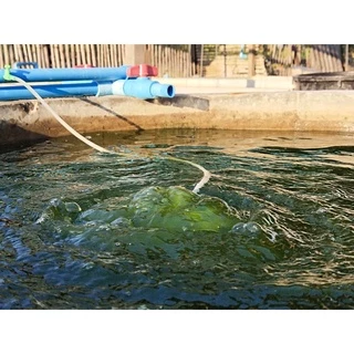 หัวเชื้อน้ำเขียว/สาหร่ายคลอเรลล่า ขนาด 5 ลิตร