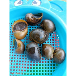 🐚🐌ลูกเชอรี่🐌 สำหรับเลี้ยงในบ่อดิน อ่างปลา ส่งแบบเป็นตัว ตัวล่ะ 3 บ.