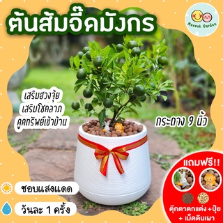 ต้นส้มจี๊ดมังกร กระถาง 9 นิ้ว [แถมฟรี! เม็ดดินเผา + ปุ๋ย + ตุ๊กตาตกแต่ง] ส้มมงคลส้มรับโชคลาภ ต้นไม้มงคล ไม้ประดับ