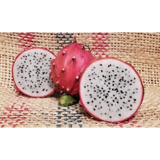 ต้นแก้วมังกร Thick King ( Thick King dragon fruit) กิ่งพันธุ์แก้วมังกร Thick King