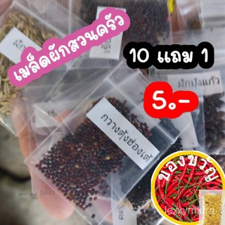 เมล็ดพันธุ์ผัก คื่นช่าย ขึ้นช่าย ตั้งโอ๋ 10แถม1 คละได้ GSQH