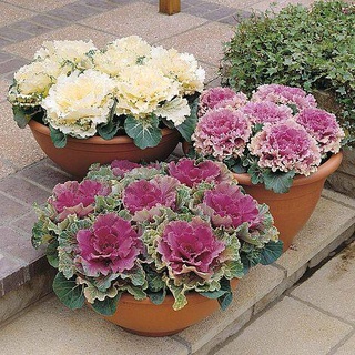 50 เมล็ดพันธุ์ กะหล่ำประดับ (Ornamental Cabbage) Cabbage flower Seeds มีคู่มือพร้อมปลูก อัตรางอก 80-85%