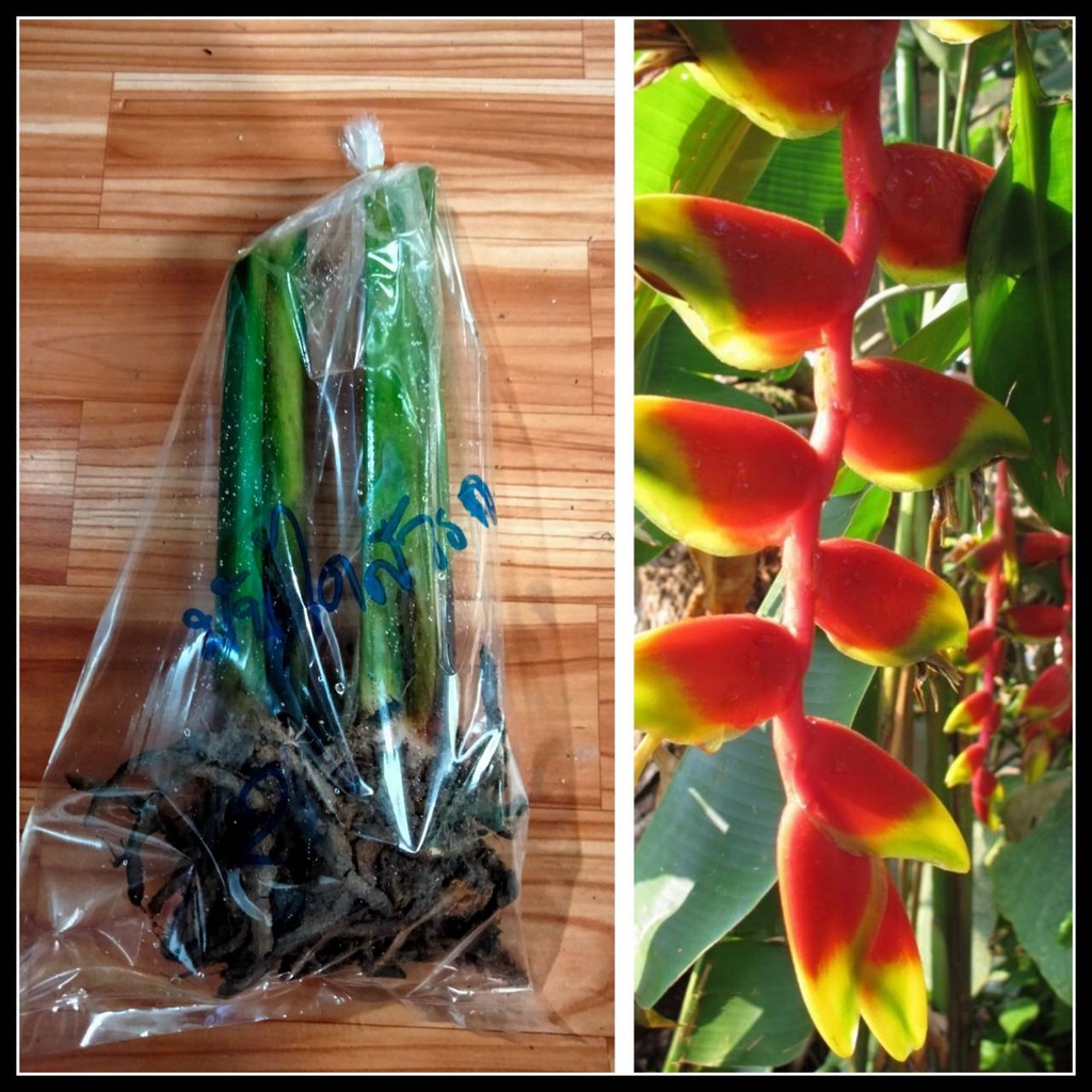 เฮลิโคเนีย เฮลิโคเนียรอสตาต้า บรรไดสวรรค์ Heliconia rostrata ให้เลือก  บันไดสวรรค์ สร้อยกัทรี
