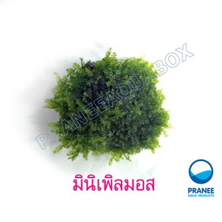 มอสมินิเพิลพันตะแกรง Mini pearl moss ต้นไม้น้ำ ไม้น้ำตู้ปลา