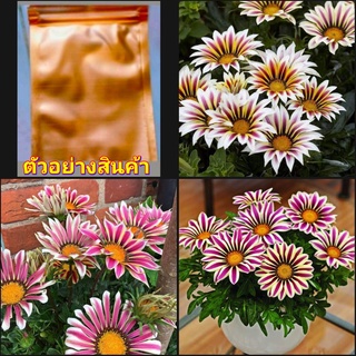 (80-100เมล็ด) เมล็ด พระจันทร์ทรงกรด  กาซาเนีย Gazania พระจันทร์ทรงกลด / ดอกไม้สวยงาม