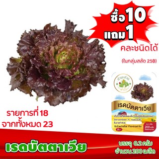 [ซื้อ10แถม1 + ฟรีคู่มือ] เมล็ดพันธุ์ เรดบัตตาเวีย RED BATAVIA  (0.2 กรัม 200 เมล็ด) ทำมะชาดฟาร์ม ผักสลัด เมล็ดพันธุ์สลัด