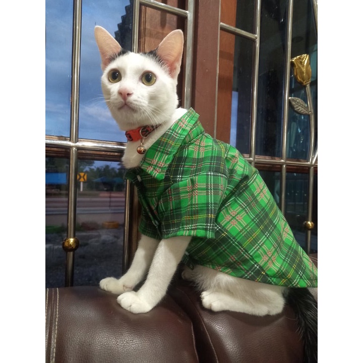 เสื้อเชิ้ต สุนัขไซส์ใหญ่ พร้อมส่ง ทรงหลวมใส่สบาย แฟชั้นฤดูร้อน เนื้อผ้าบางใส่สบายเบอร์7-11 - รูปที่ 4