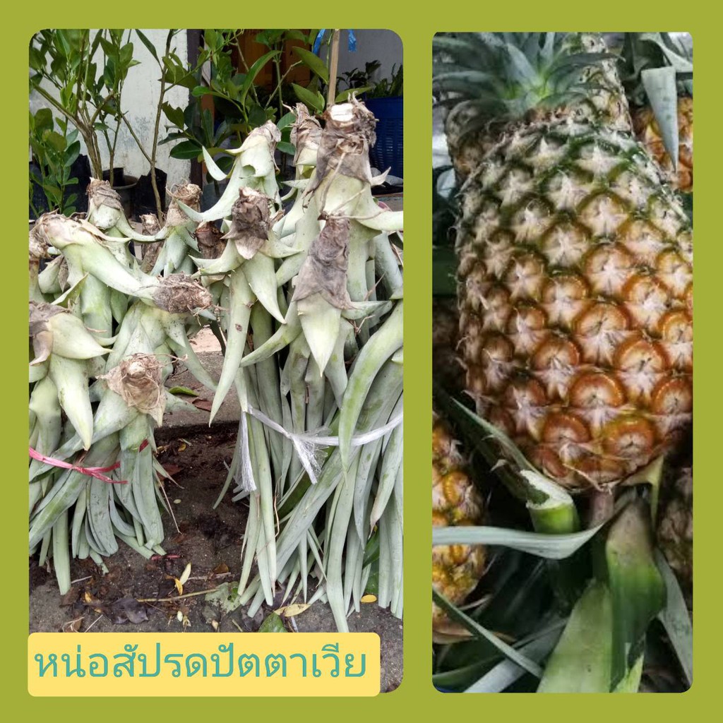 หน่อสับปะรดปัตตาเวีย 5ฟรี1/10ฟรี2 หน่อสับปะรด